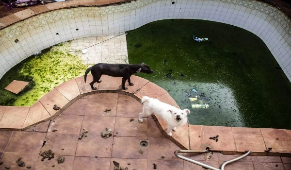 ONG autuada por maus-tratos anuncia que vai fechar as portas em Campo Grande