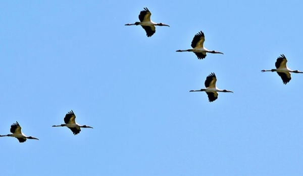 Quinta-feira com céu de brigadeiro e calor de até 35°C em Mato Grosso do Sul