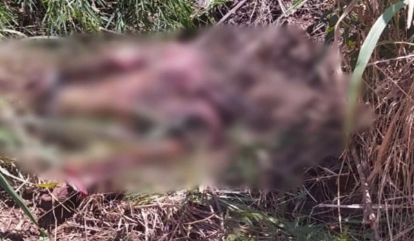 Corpo de homem é encontrado em matagal nas margens da BR-060