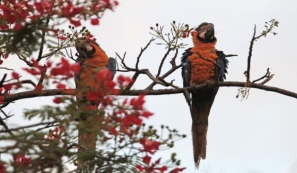 Última semana de 2022 começa com tempo instável em Mato Grosso do Sul