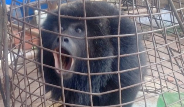 De macaco dentro do forno a onça parda no centro de Dourados, PMA resgata 5,2 animais silvestres por dia