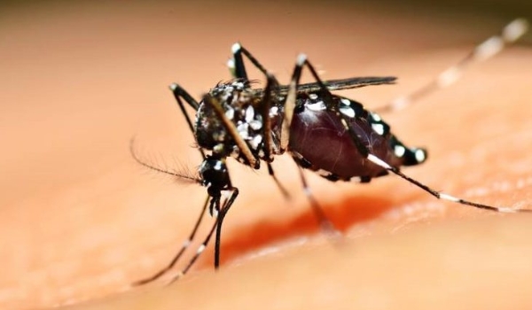 Para evitar aumento dos casos de dengue o foco é reforçar cuidados e prevenção, dizem autoridades
