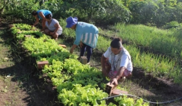 Agricultores familiares de MS podem concorrer em 300 editais para compra de merenda escolar