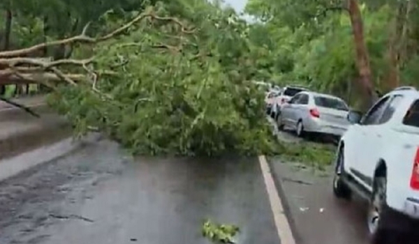 Ventania derruba árvores na BR-262 e interdita trânsito