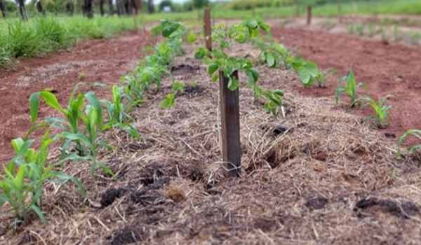 Estudo avalia técnicas sustentáveis de implantação de espécies florestais nativas para sistemas silvipastoris