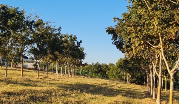 Estudo da Agraer avança para “desvendar” a castanha do cerrado