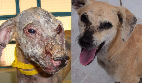 Antes e depois mostram que leishmaniose tem tratamento, mas muita gente não sabe