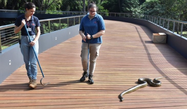 Pelo bem-estar animal, sucuri Gaby ‘curte’ banho de sol no Bioparque Pantanal