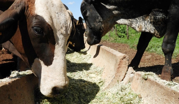 MS integra o cinturão do sorgo em grão no Brasil