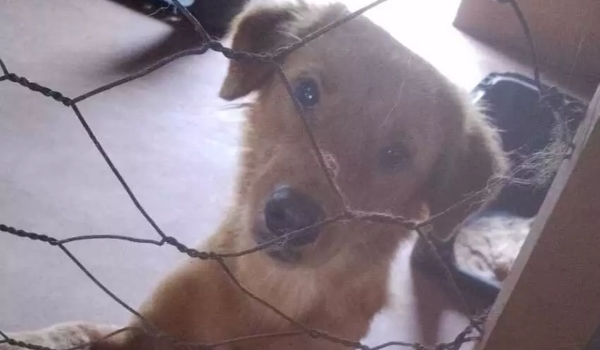 Capital tem 2,8 mil pets à adoção: conheça a história de alguns deles