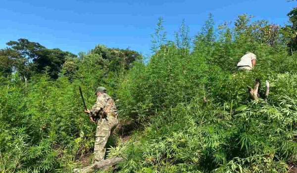 Polícia desarticula acampamentos e acaba com cultivo de maconha na fronteira com MS