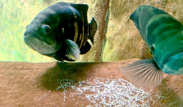 Parâmetros ideais em tanque do Bioparque Pantanal garantem reprodução espontânea de peixes