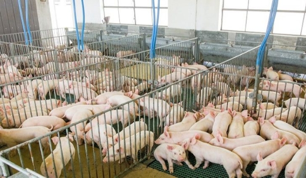 Suinocultura estadual deve ter salto em 2023 com programa Leitão Vida e R$ 300 milhões do FCO Rural para o setor
