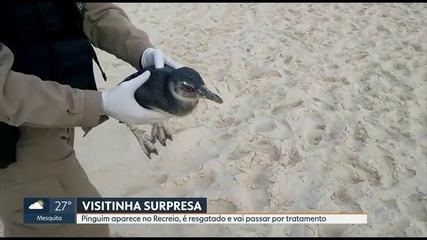 Pinguim é resgatado na Praia da Reserva, Rio
