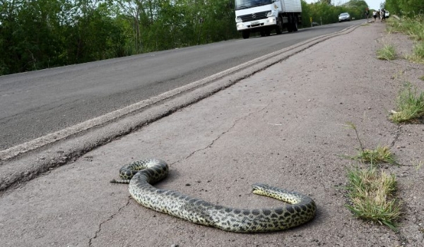 PMA intensifica ações para reduzir atropelamento de animais no Carnaval