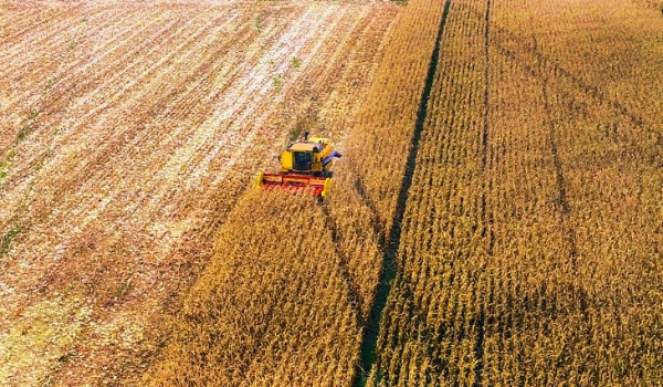 Safrinha de milho deve crescer 5,4% com desafio de melhorar a logística e elevar processamento do grão dentro do Estado