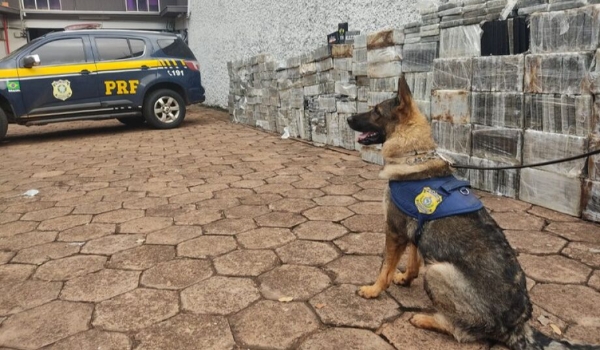 Recorde histórico: Em MS, PRF apreende quase duas toneladas de cocaína avaliada em R$ 354 milhões