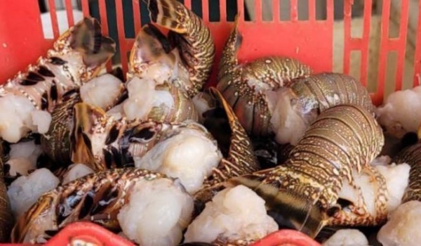 PF faz megaoperação contra venda ilegal de lagosta em três estados do litoral nordestino