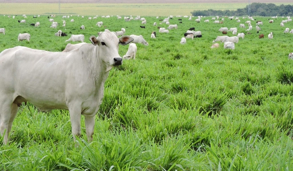 Mapa confirma que caso de 