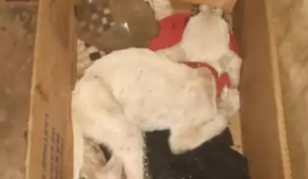  Homem é preso e 5 cachorros são resgatados em condições precárias