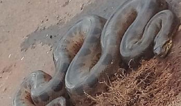 Sucuri de 6 metros é encontrada em estrada rural de Bela Vista