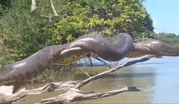 Sucuri gigante é encontrada dentro de bueiro em Bonito