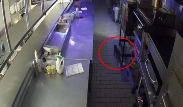 Explosão em restaurantes do PI pode ter ocorrido por vazamento de gás iniciado por gato