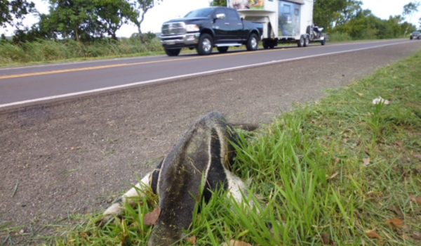 Acidentes em estradas de MS ameaçam sobrevivência de tamanduá-bandeira
