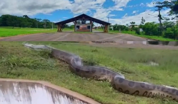 'Moradora' do local, sucuri de 6 metros será retirada de residencial de alto padrão em MS