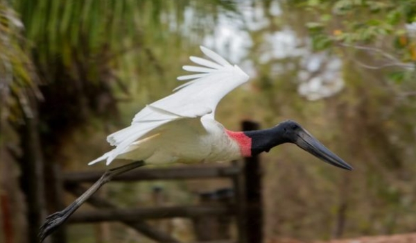 Turismo de Mato Grosso do Sul capacita agentes de viagens na Convenção Anual Schultz