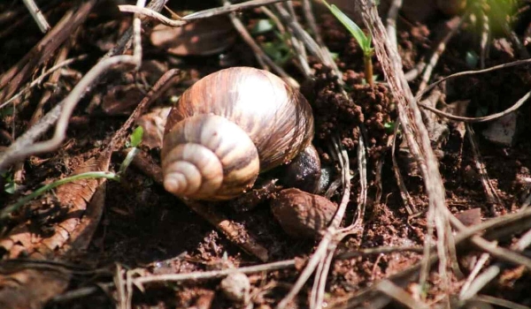 Lesmicidas podem causar desequilíbrio ambiental em MS; entenda como se livrar de caramujos