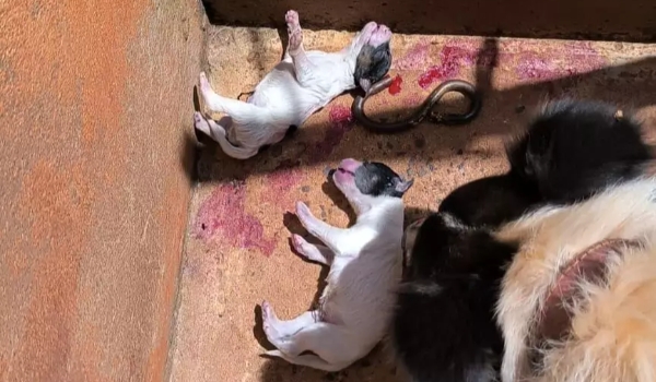 Sem alimento e água, filhotes morrem e 7 cães são resgatados