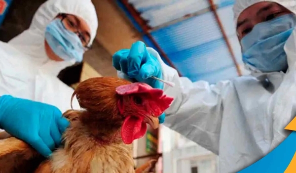 Agricultura suspende feiras com aglomeração de aves para evitar gripe aviária