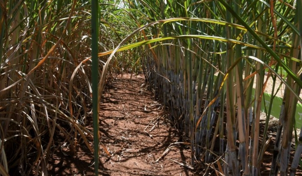 Com apoio do Governo, setor sucroenergético de MS tem a 4ª maior produção de cana do Brasil