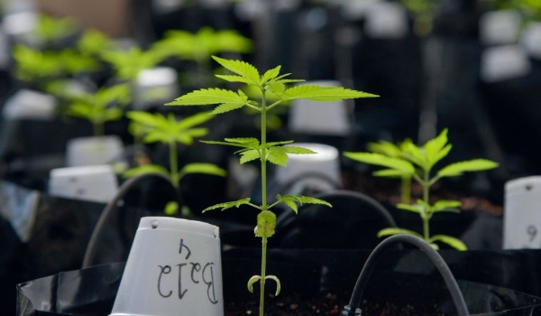 Plantas não são silenciosas e fazem mais barulho quando estressadas, diz estudo