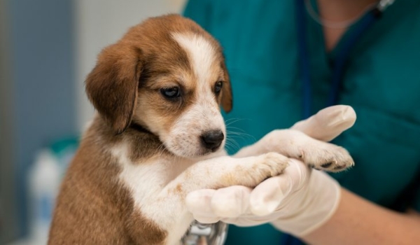 Nesta Páscoa, divida amor e não chocolate com seu pet, alerta assessoria de defesa animal