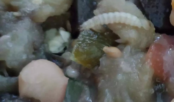 Empresa é notificada por servir larva em marmita no Hospital Universitário