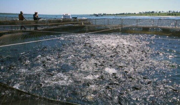 Com US$ 4,1 milhões, MS é o segundo estado que mais exportou tilápia