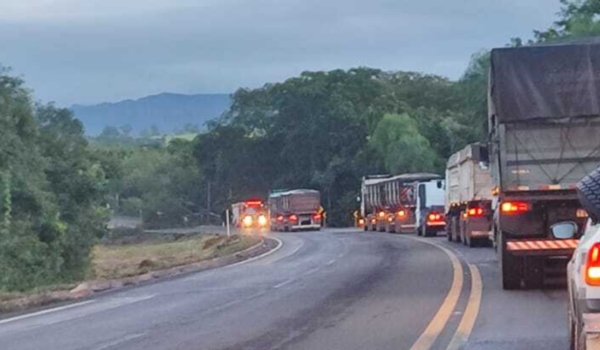 Depois de muita chuva, árvore de grande porte cai e interdita BR-262