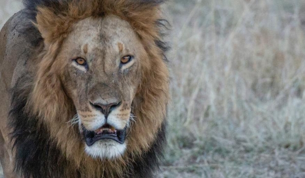 Malha fina: Receita Federal paga restituição do Imposto de Renda nesta sexta-feira (28)