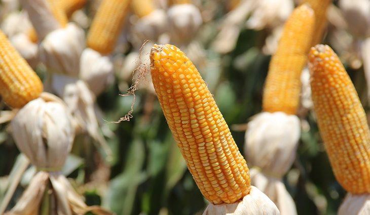 Preço do milho em MS valoriza em 70%