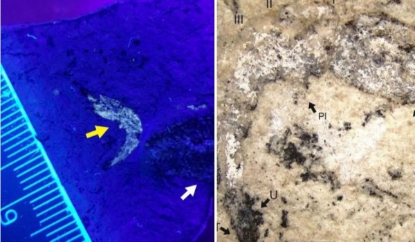 Fóssil de nova espécie de camarão com 90 milhões de anos é descoberto no Piauí