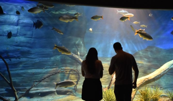 Bioparque Pantanal contribui para que Campo Grande receba nota A do Ministério do Turismo