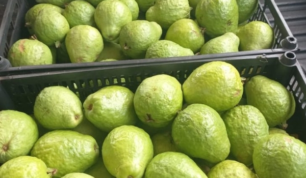 Com clima e solo favoráveis, MS prepara Plano Estadual para ampliar a fruticultura comercial