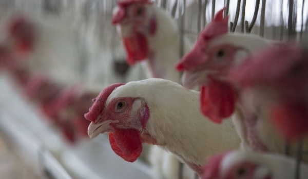 Gripe aviária acende alerta, mas não deve afetar rebanho, diz pesquisador