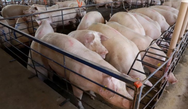 Suinocultura tecnificada e sustentável é caminho para o Estado Carbono Neutro