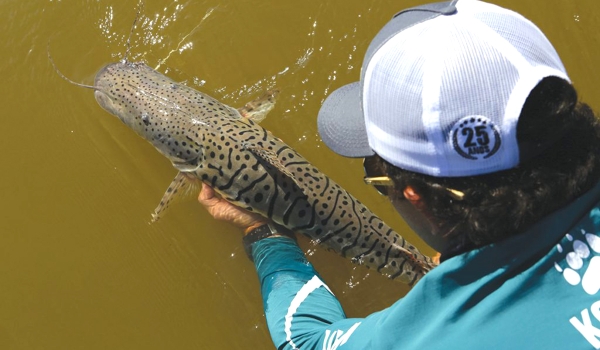 Pesque solte no Pantanal: saiba como praticar uma pesca esportiva sustentável