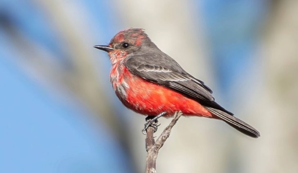 Avistar Brasil: destino de observação de aves, MS está no maior evento do segmento na América Latina