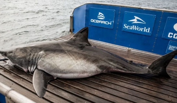 Tubarão com mais de meia tonelada é visto na costa dos Estados Unidos