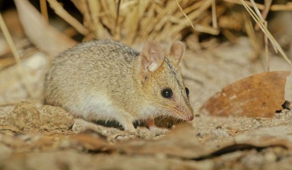 O que os marsupiais podem ensinar sobre o desenvolvimento do cérebro humano